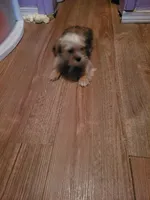Pup boy 2, a male Shorkie for sale in Omaha, TX – Photo 6 of 9