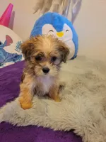 Pup boy 2, a male Shorkie for sale in Omaha, TX – Photo 1 of 9