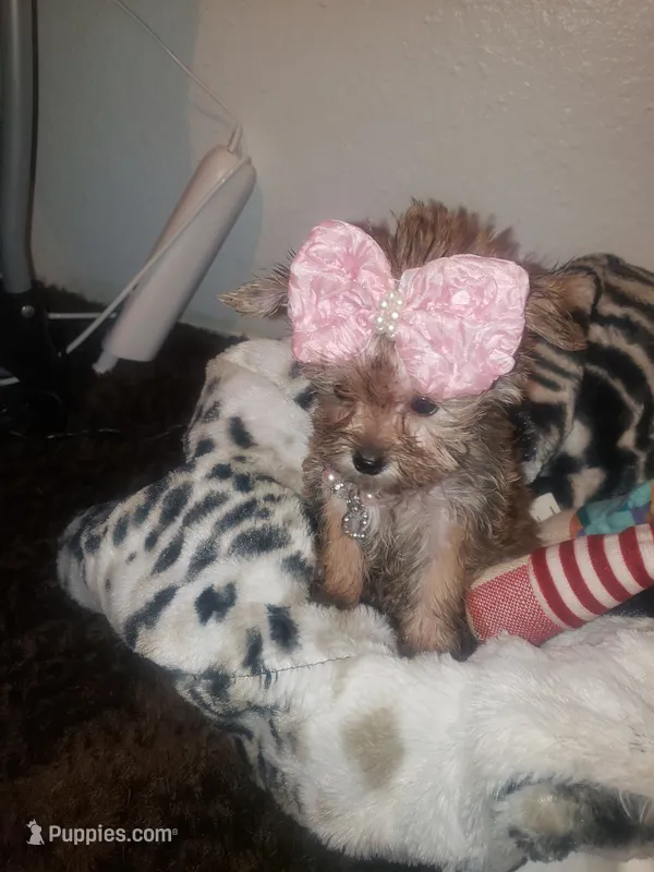 Pup girl – Yorkshire Terrier puppy for sale in Omaha, TX