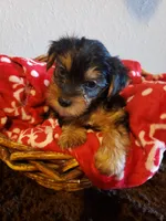 Boy 1 by anna, a male Shorkie for sale in Omaha, TX – Photo 3 of 9