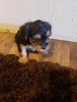 Boy 1 by anna, a male Shorkie for sale in Omaha, TX – Photo 5 of 9