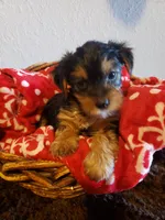 Boy 1 by anna, a male Shorkie for sale in Omaha, TX – Photo 6 of 9