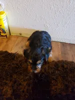 Boy 1 by anna, a male Shorkie for sale in Omaha, TX – Photo 4 of 9