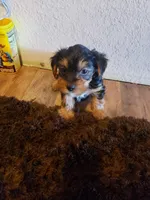 Boy 1 by anna, a male Shorkie for sale in Omaha, TX – Photo 8 of 9