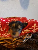 Boy 1 by anna, a male Shorkie for sale in Omaha, TX – Photo 2 of 9