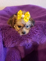 Girl 4, a female Shorkie for sale in Omaha, TX – Photo 4 of 5