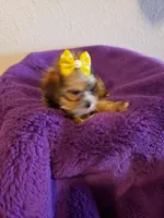 Girl 4, a female Shorkie for sale in Omaha, TX – Photo 2 of 5