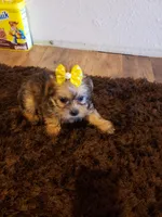 Girl 4, a female Shorkie for sale in Omaha, TX – Photo 5 of 5