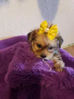 Girl 4, a female Shorkie for sale in Omaha, TX – Photo 1 of 5