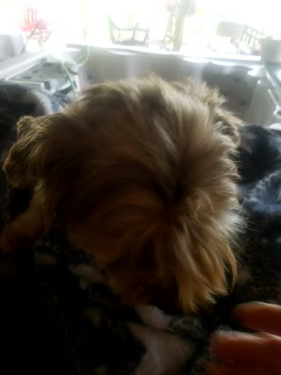 Aladdin , a male Yorkshire Terrier for sale in Omaha, TX – 4 of 7