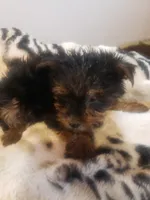 Puppy boy, a male Yorkshire Terrier for sale in Omaha, TX – 2 of 9