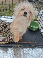 Lizzy, a female Shorkie for sale in Omaha, TX – Photo 5 of 6