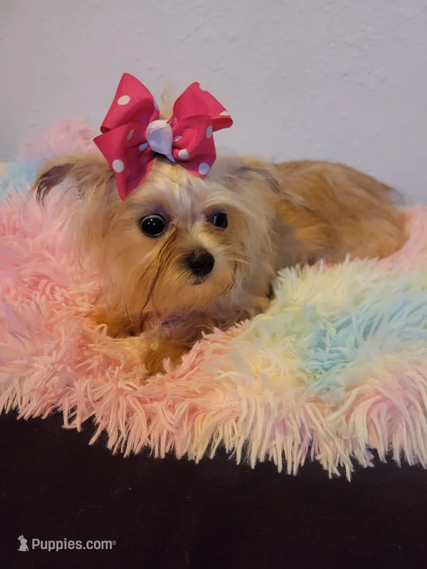 Lizzy, a female Shorkie for sale in Omaha, TX – Photo 1 of 6