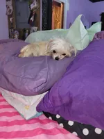 Lizzy, a female Shorkie for sale in Omaha, TX – Photo 6 of 6