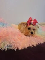 Lizzy, a female Shorkie for sale in Omaha, TX – Photo 4 of 6