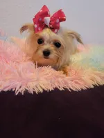 Lizzy, a female Shorkie for sale in Omaha, TX – Photo 2 of 6