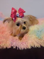 Lizzy, a female Shorkie for sale in Omaha, TX – Photo 3 of 6