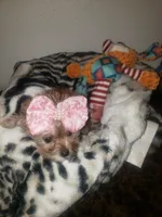 Pup girl, a female Yorkshire Terrier for sale in Omaha, TX – 2 of 9
