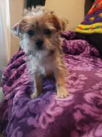 Puppy boy, a male Shorkie for sale in Omaha, TX – Photo 3 of 6