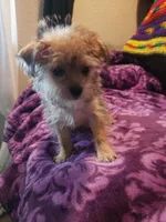 Puppy boy, a male Shorkie for sale in Omaha, TX – Photo 2 of 6