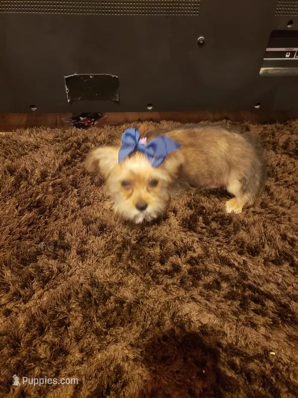 Puppy boy – Shorkie puppy for sale in Omaha, TX