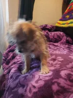 Puppy boy, a male Shorkie for sale in Omaha, TX – Photo 6 of 6