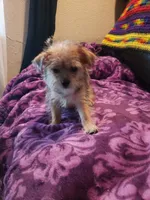 Puppy boy, a male Shorkie for sale in Omaha, TX – Photo 4 of 6