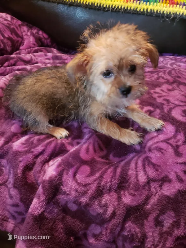 Puppy boy – Shorkie puppy for sale in Omaha, TX