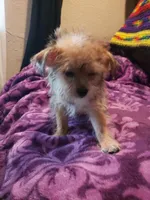 Puppy boy, a male Shorkie for sale in Omaha, TX – Photo 5 of 6