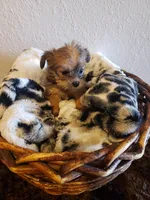 Boy 3, a male Shorkie for sale in Omaha, TX – Photo 3 of 6