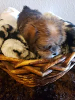 Boy 3, a male Shorkie for sale in Omaha, TX – Photo 4 of 6