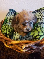 Boy 3, a male Shorkie for sale in Omaha, TX – Photo 5 of 6