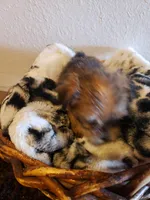 Boy 3, a male Shorkie for sale in Omaha, TX – Photo 1 of 6