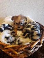 Boy 3, a male Shorkie for sale in Omaha, TX – Photo 2 of 6
