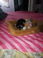 Boy 1, a male Yorkshire Terrier for sale in Omaha, TX – 6 of 8