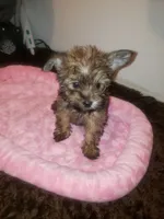 Girl2, a female Yorkshire Terrier for sale in Omaha, TX – 5 of 7