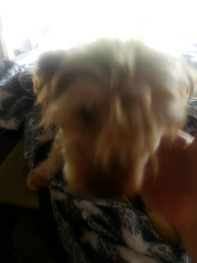 Aladdin , a male Yorkshire Terrier for sale in Omaha, TX – 6 of 7