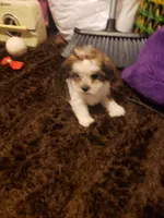 Girl parti 1, a female Shorkie for sale in Omaha, TX – Photo 3 of 7