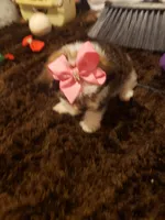 Girl parti 1, a female Shorkie for sale in Omaha, TX – Photo 2 of 7