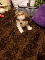 Girl parti 1, a female Shorkie for sale in Omaha, TX – Photo 7 of 7