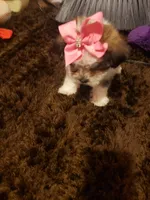 Girl parti 1, a female Shorkie for sale in Omaha, TX – Photo 1 of 7