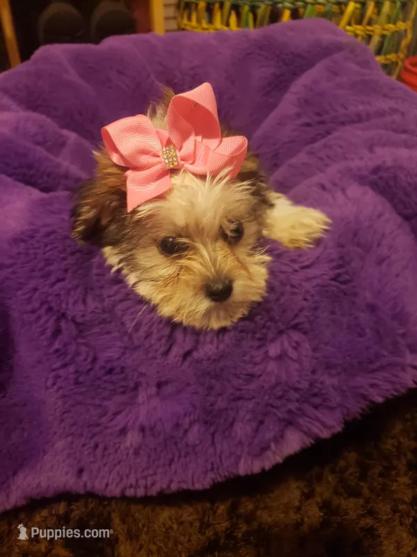 Girl parti 1 – Shorkie puppy for sale in Omaha, TX