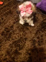 Girl parti 1, a female Shorkie for sale in Omaha, TX – Photo 6 of 7