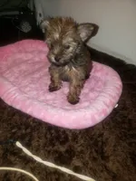 Girl2, a female Yorkshire Terrier for sale in Omaha, TX – 6 of 7