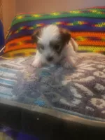 Boy, a male Shorkie for sale in Omaha, TX – 5 of 9
