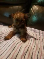 Girl2, a female Yorkshire Terrier for sale in Omaha, TX – 4 of 7