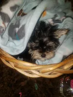 Little bitty boy, a male Yorkshire Terrier for sale in Omaha, TX – 9 of 9