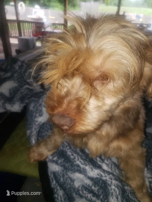 Aladdin  – Yorkshire Terrier puppy for sale in Omaha, TX