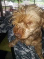Aladdin , a male Yorkshire Terrier for sale in Omaha, TX – 1 of 7