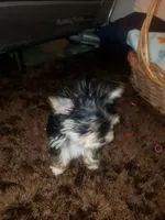 Little bitty boy, a male Yorkshire Terrier for sale in Omaha, TX – 7 of 9